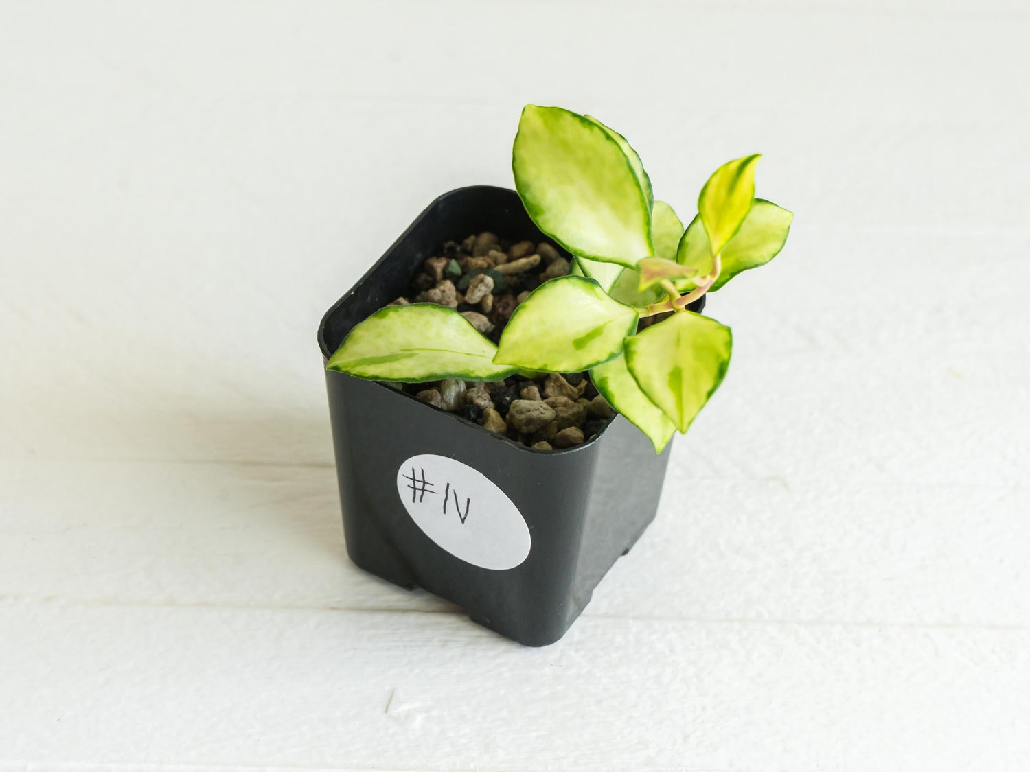 Hoya heuschkeliana (Inner Variegated)| 2-Inch