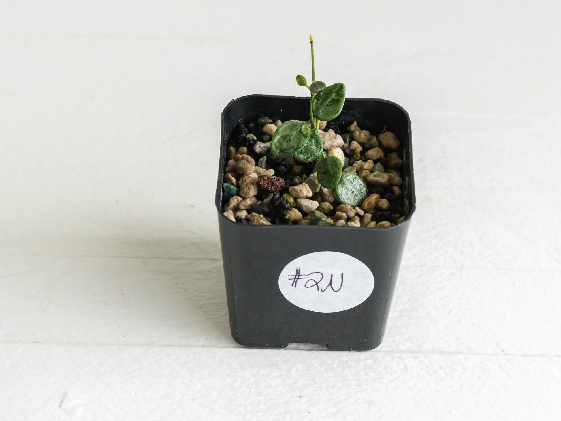 Hoya serpens (Silver) | 2-Inch