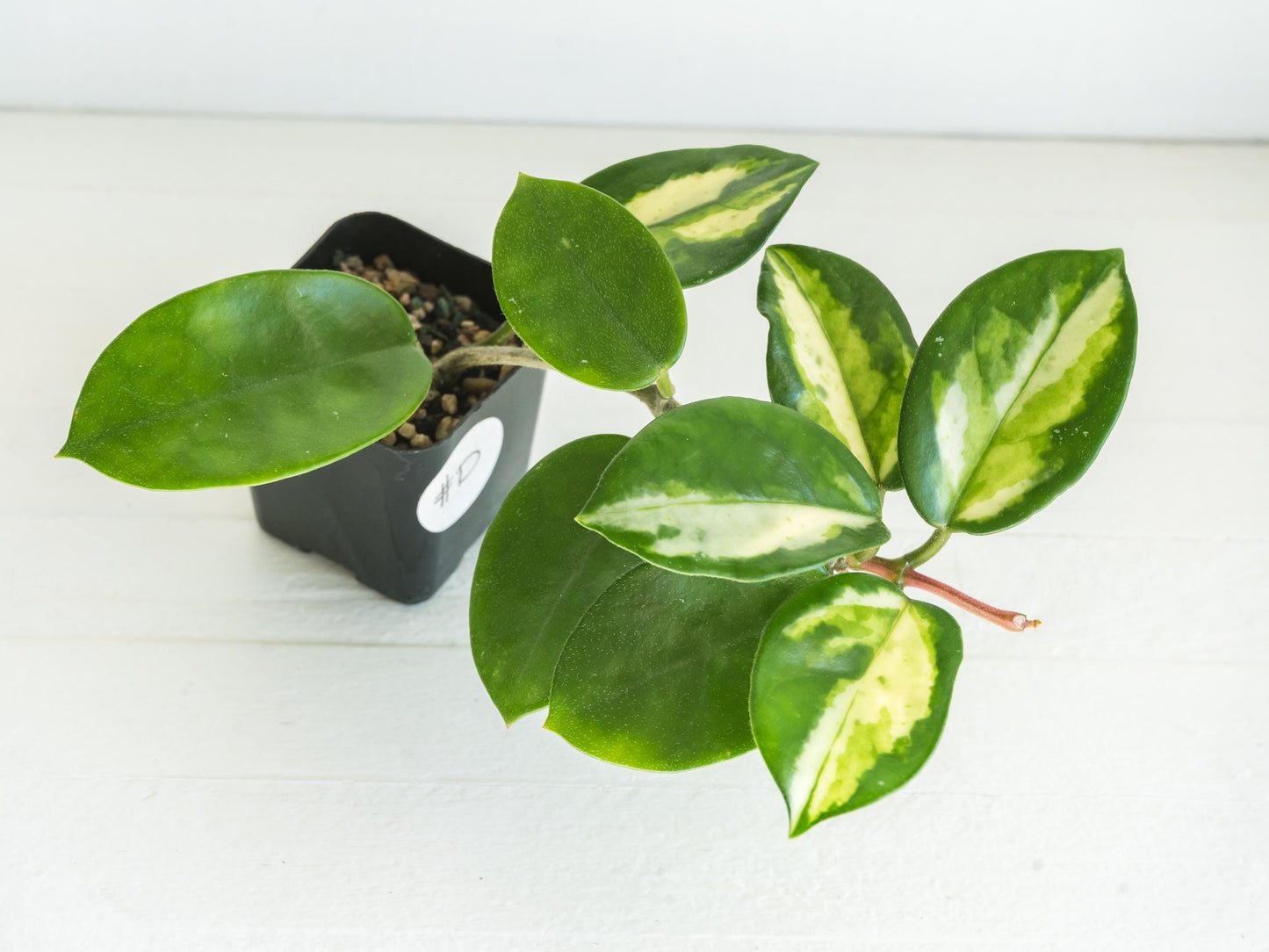 Hoya carnosa 'Madara Green Edge' | 2-Inch