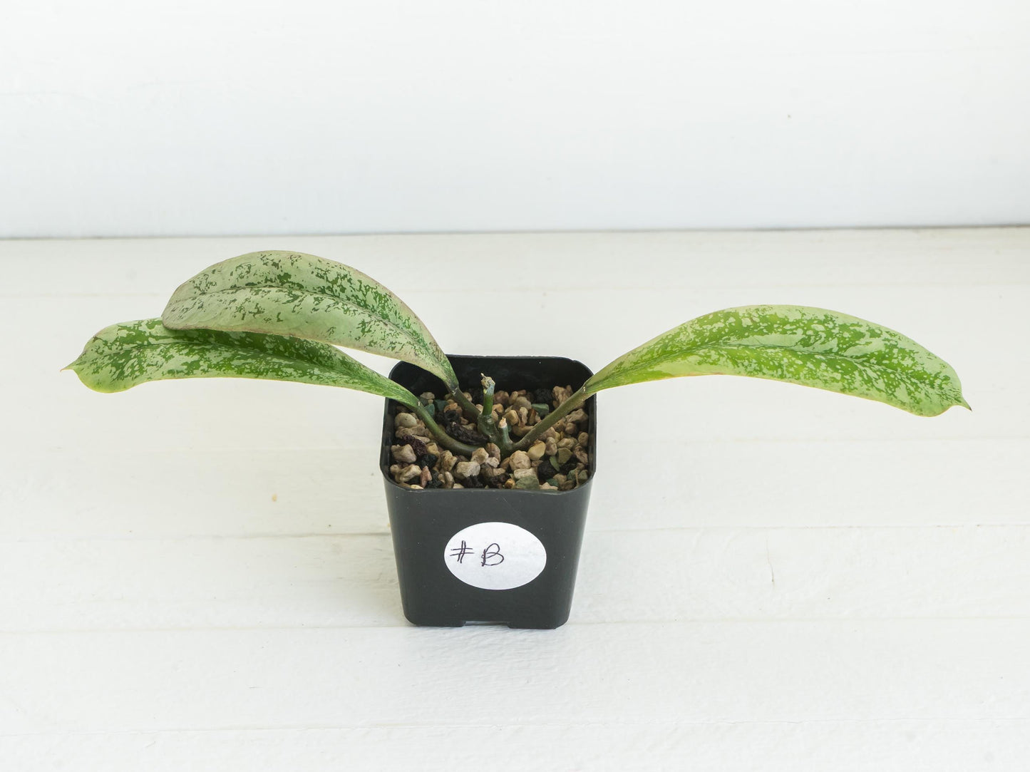 Hoya 'Lorelai' | 2-Inch