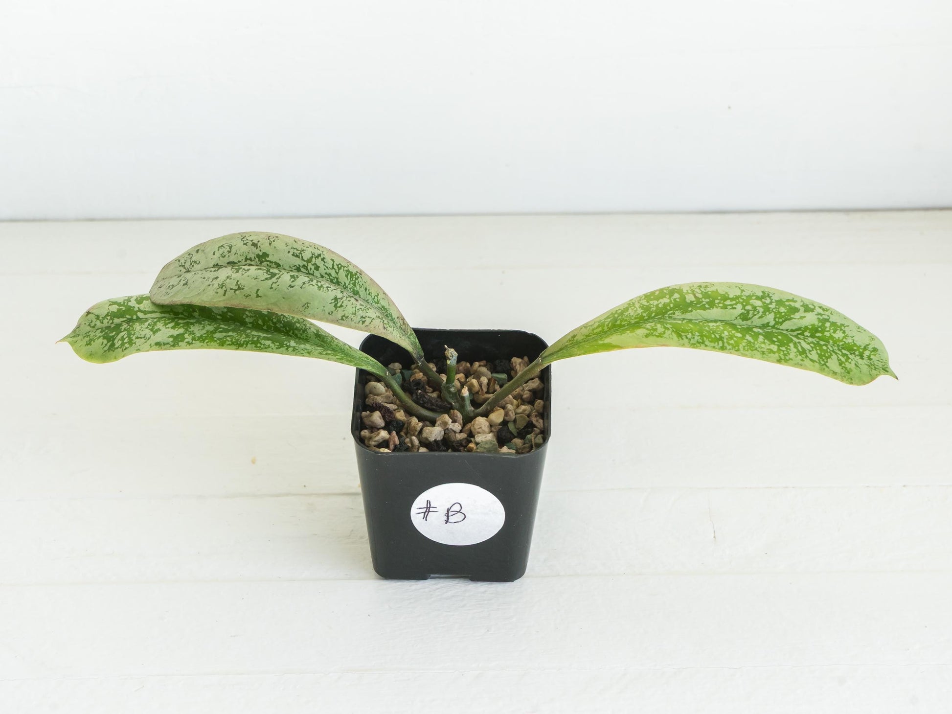 Hoya 'Lorelai' | 2-Inch