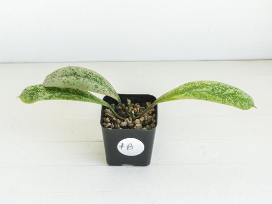 Hoya 'Lorelai' | 2-Inch