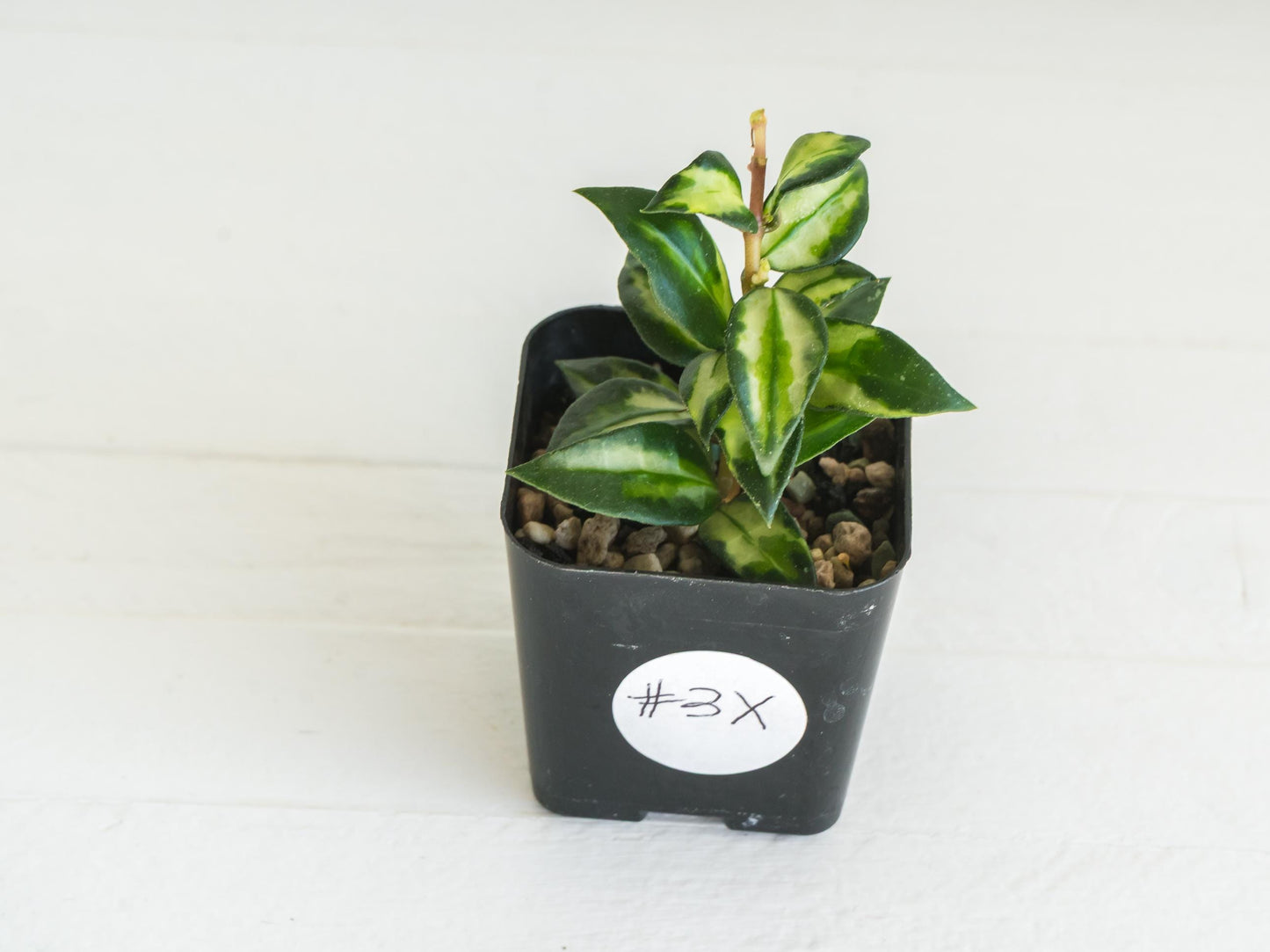 Hoya lacunosa 'Tricolor Bruno' | 2-Inch
