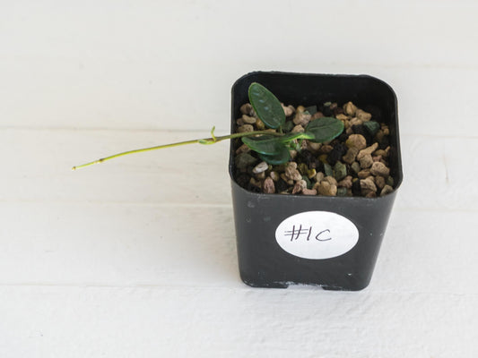 Hoya tengchongensis | 2-Inch