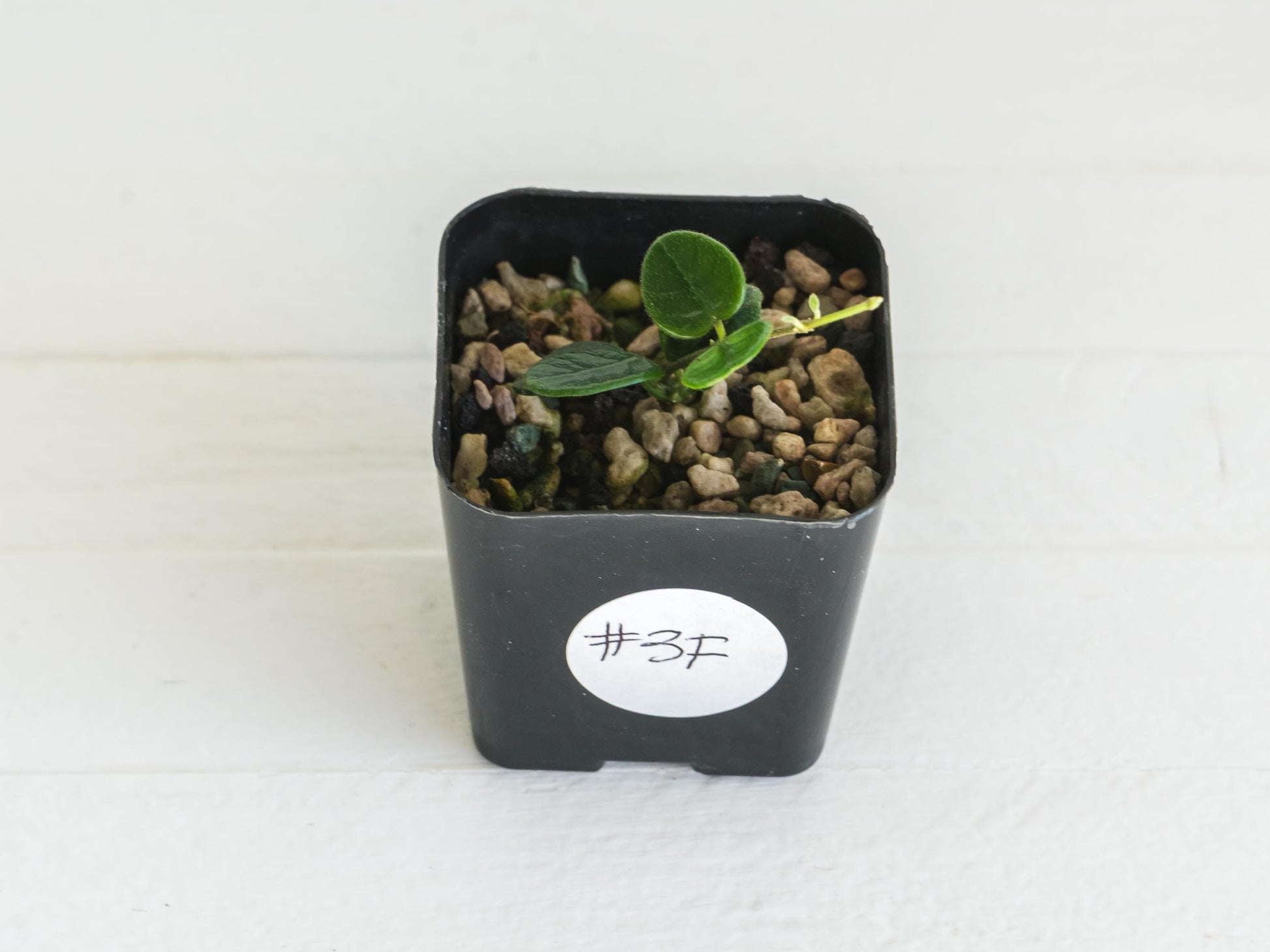 Hoya tengchongensis | 2-Inch