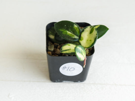 Hoya 'Mathilde' (Inner Variegated) | 2-Inch