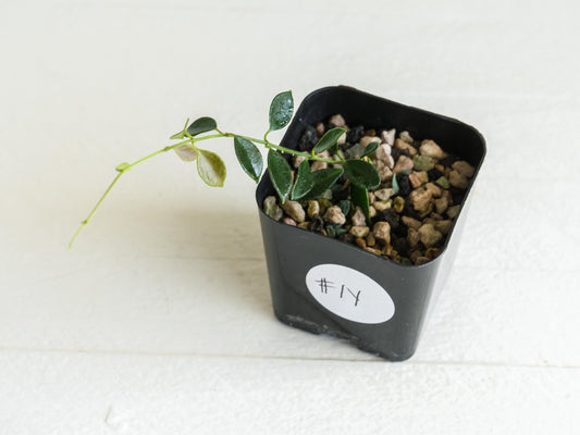 Hoya papua (PNG IM-08) | 2-Inch