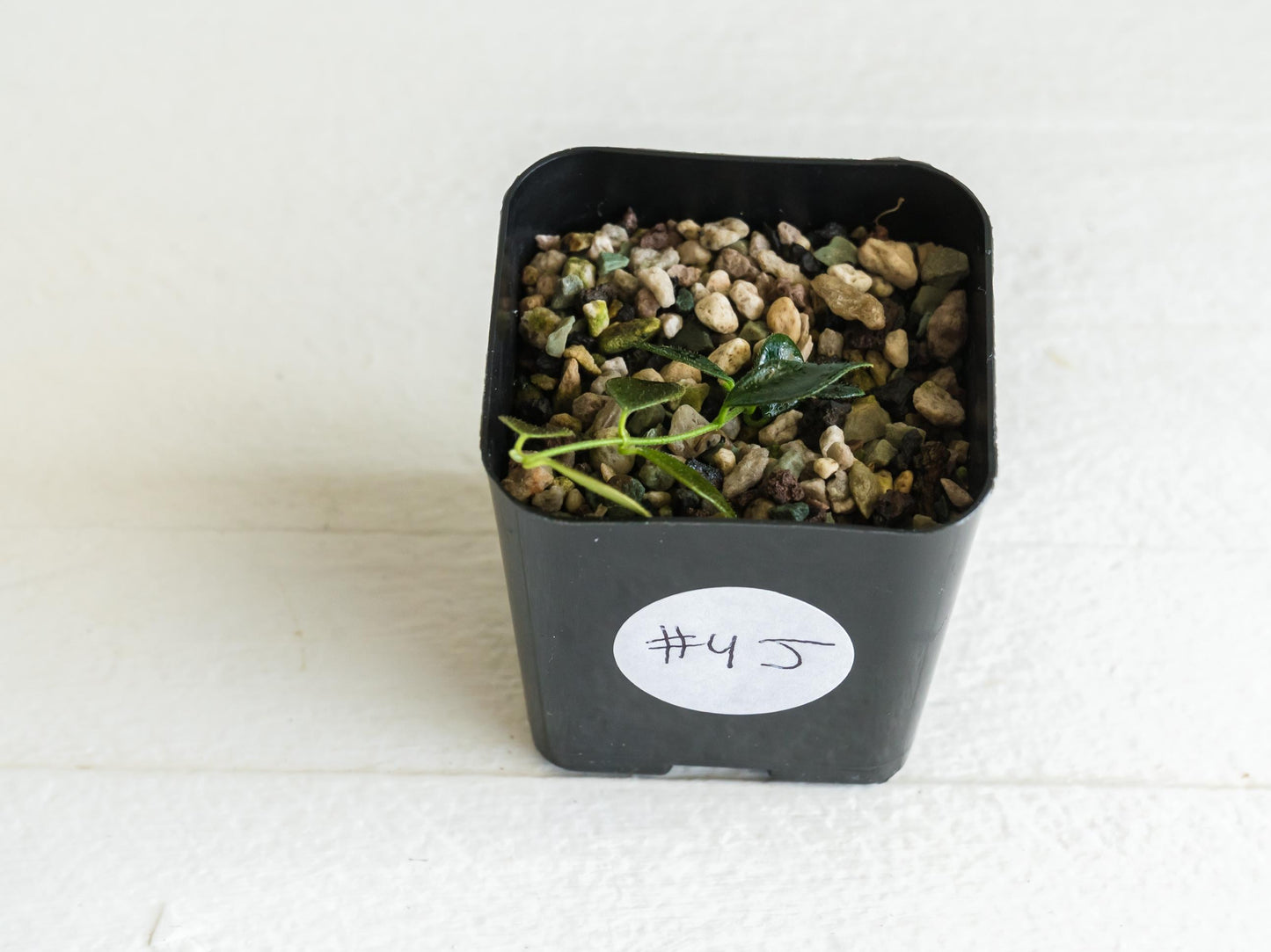 Hoya papua (PNG IM-08) | 2-Inch