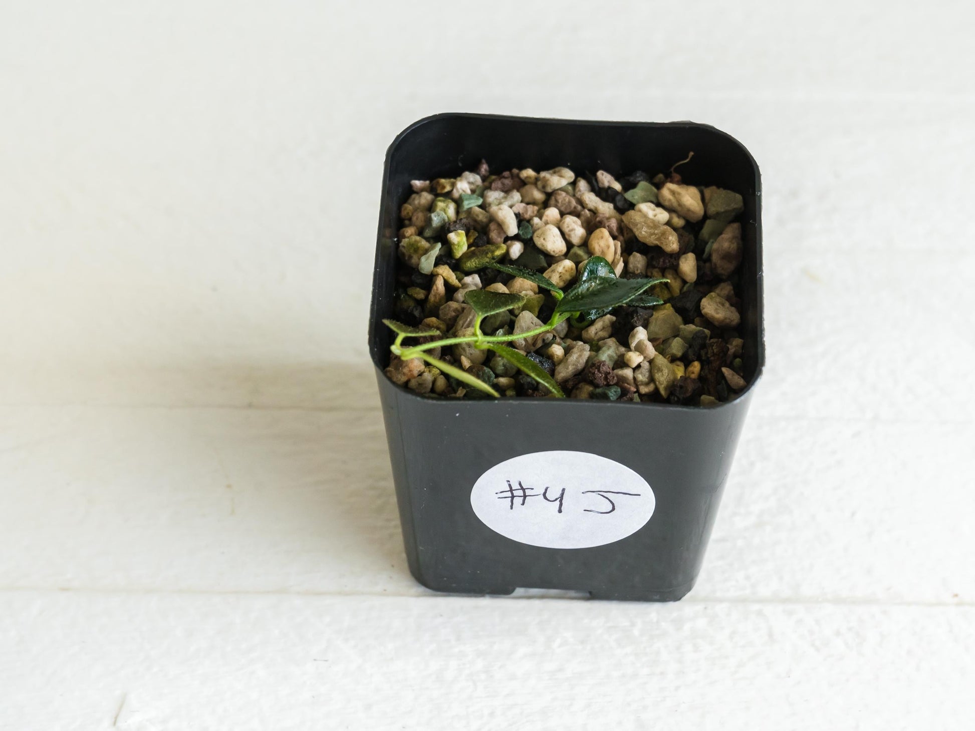Hoya papua (PNG IM-08) | 2-Inch