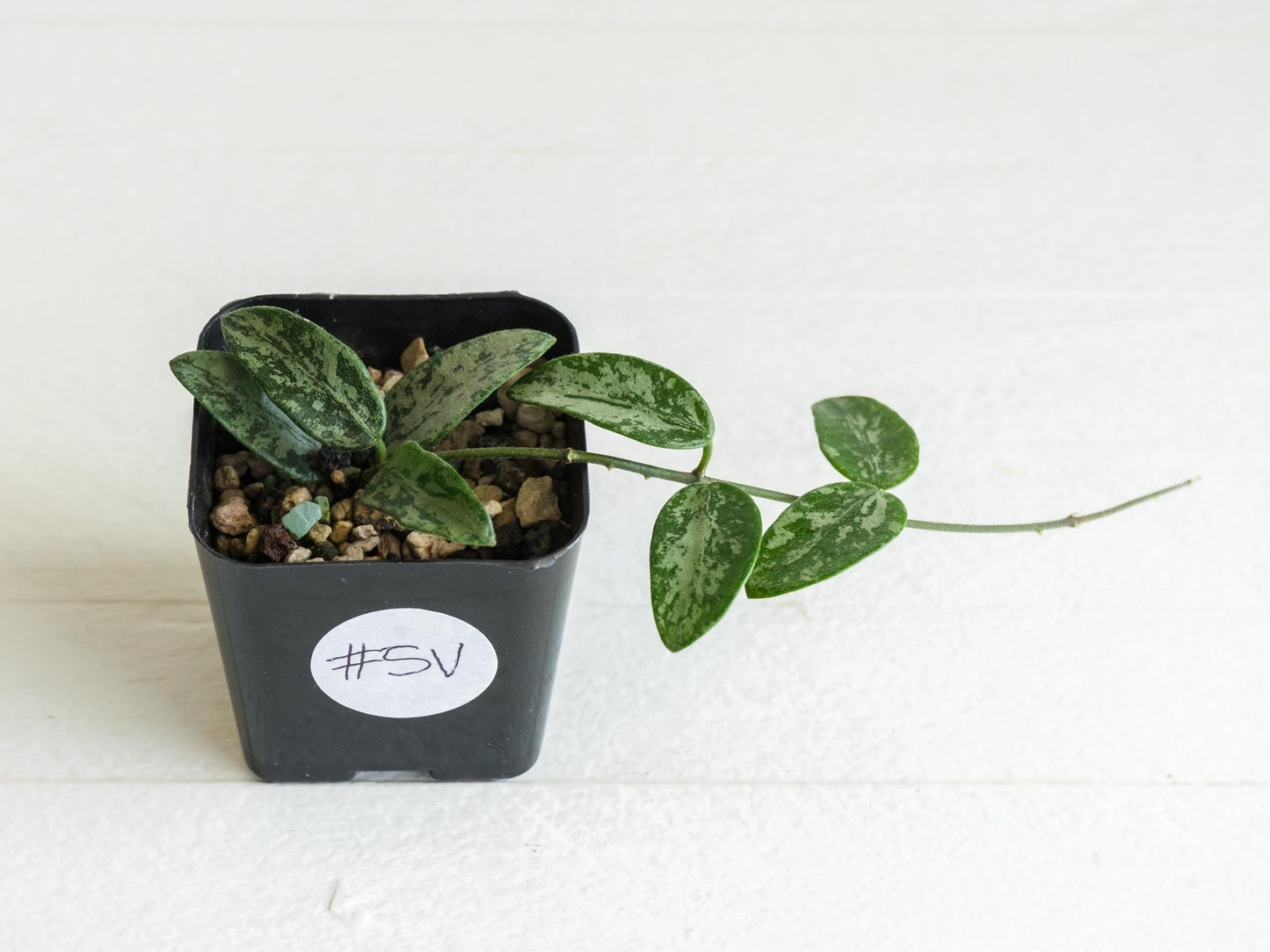 Hoya lima (Silver) | 2-Inch