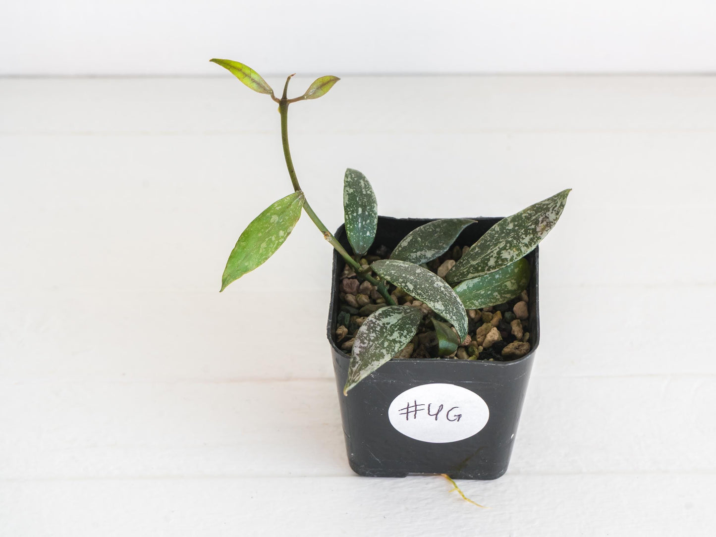 Hoya lacunosa 'Laos Full Splash' | 2-Inch
