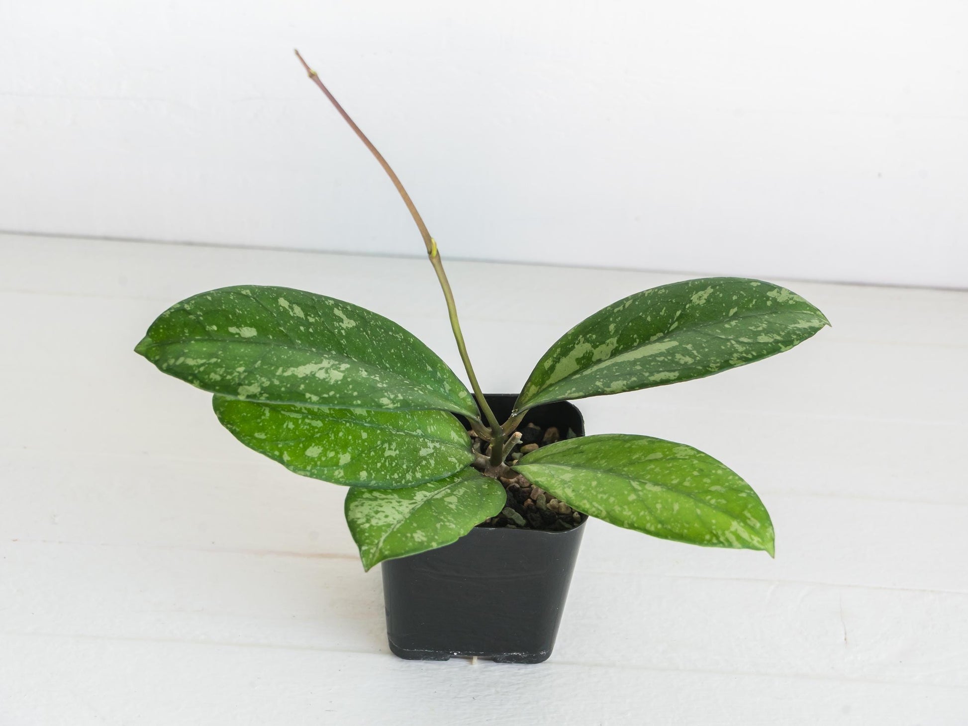 Hoya 'Meena' (Crassipetiolata Splash X Michele Splash) | 2-Inch