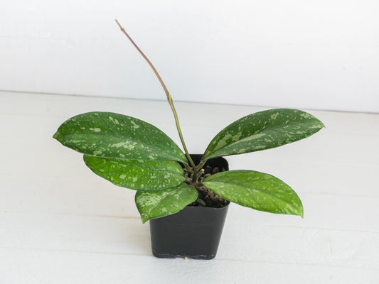 Hoya 'Meena' (Crassipetiolata Splash X Michele Splash) | 2-Inch
