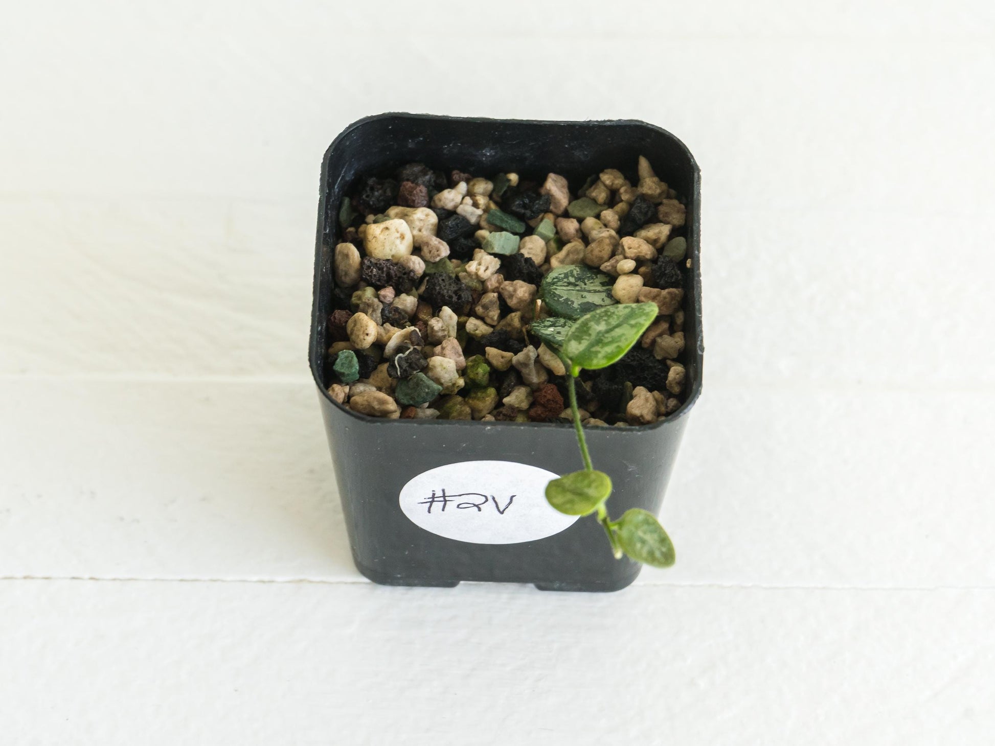 Hoya serpens (Splash) | 2-Inch