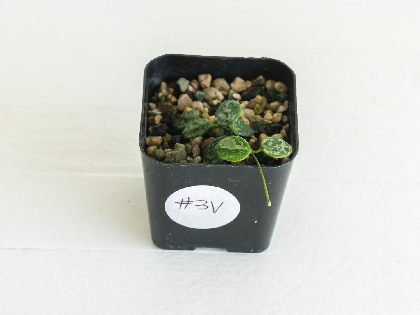 Hoya serpens (Splash) | 2-Inch
