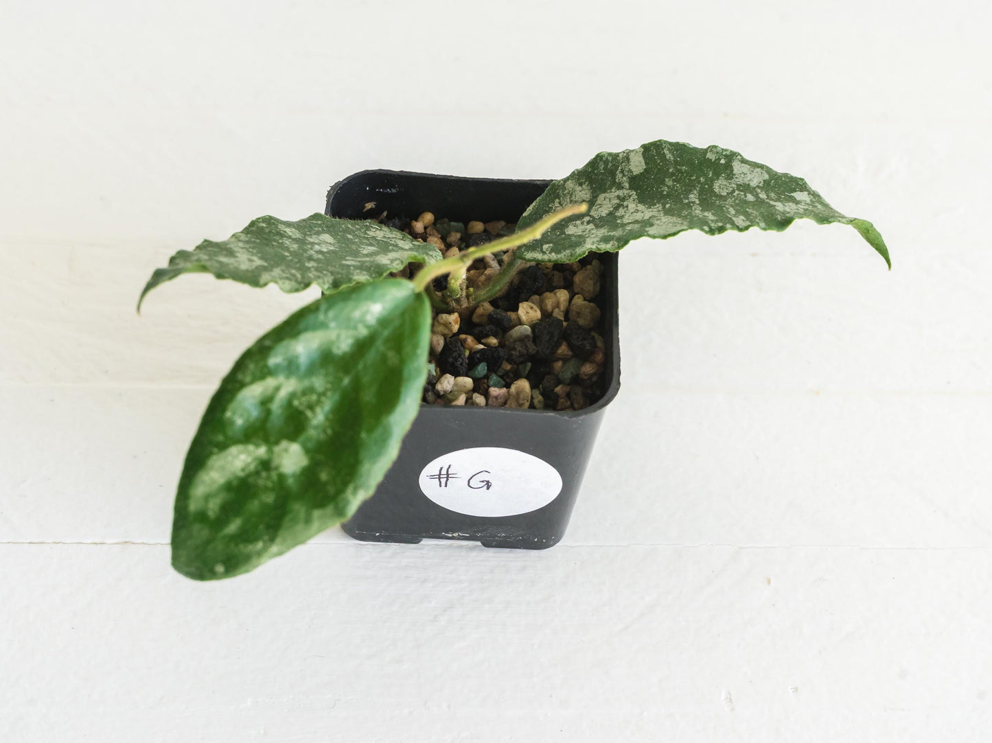 Hoya caudata (Silver) | 2-Inch