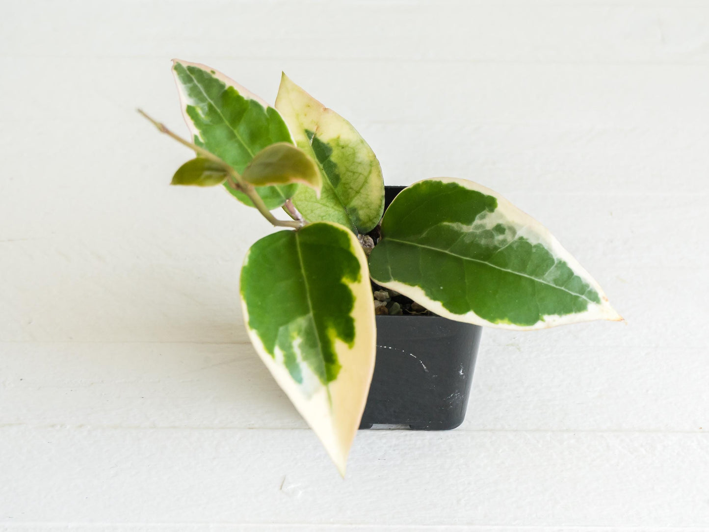 Hoya panglai (Outer Variegated/Albo)