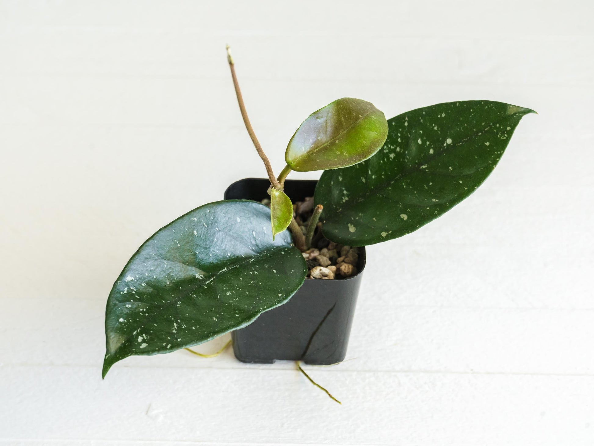 Hoya 'Starry Night' | 2-Inch