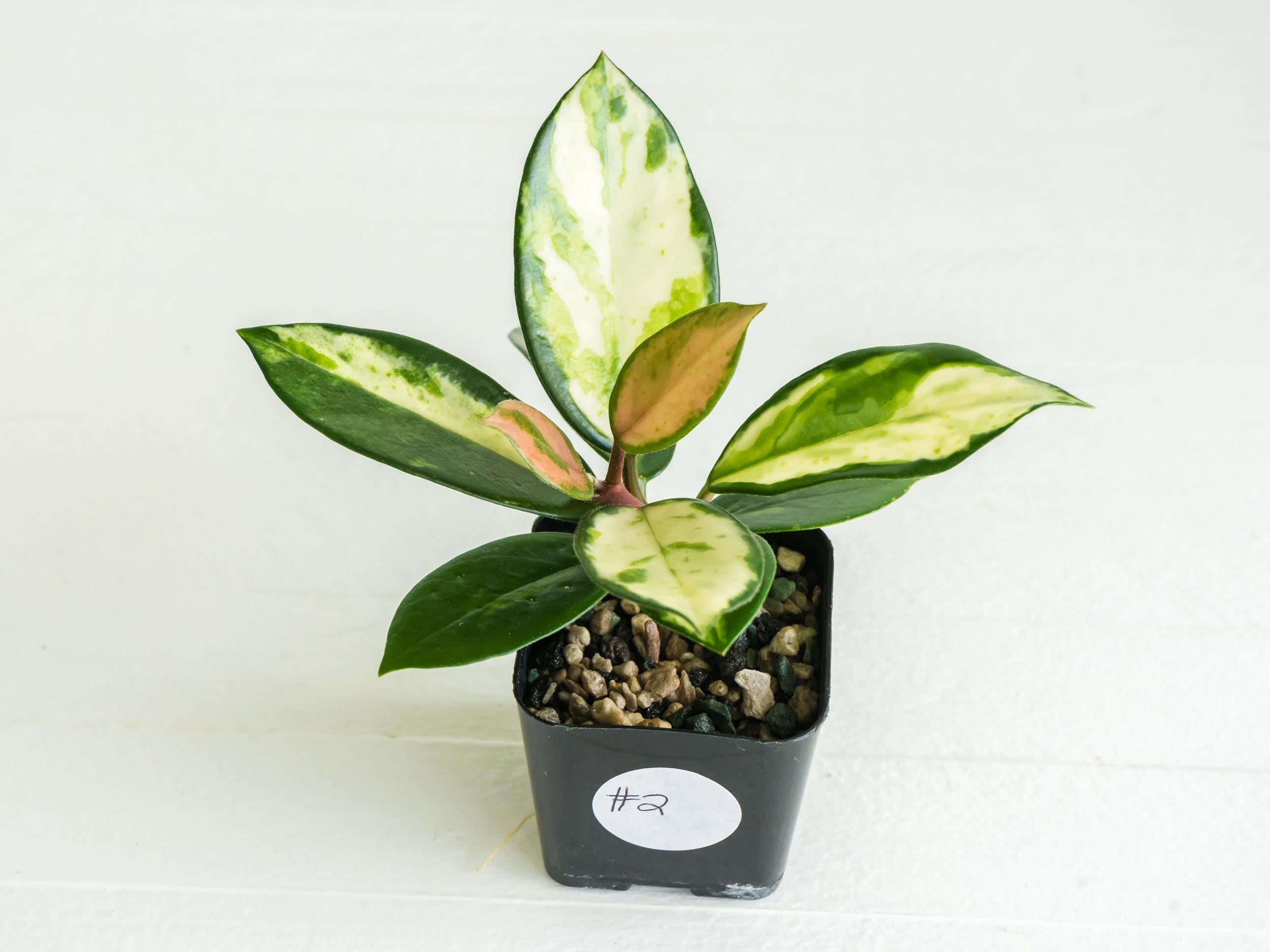 Hoya carnosaMadara′green edge′ ホヤ マダラ Hoya Carnosa 'Madara' (green-edge) all the colors and patterns