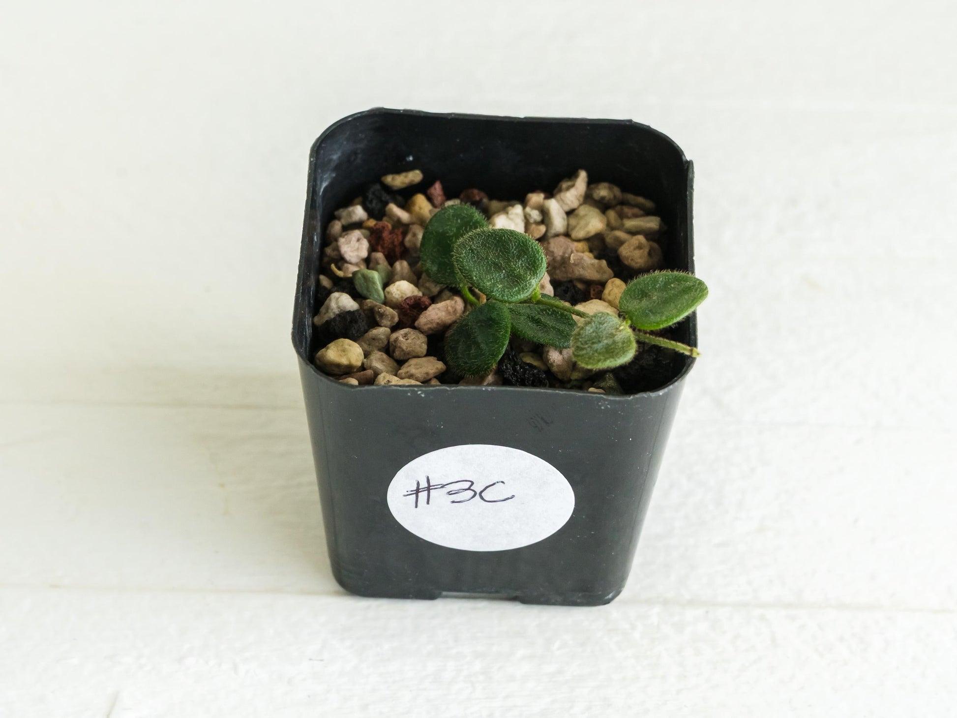 Hoya serpens | 2-Inch