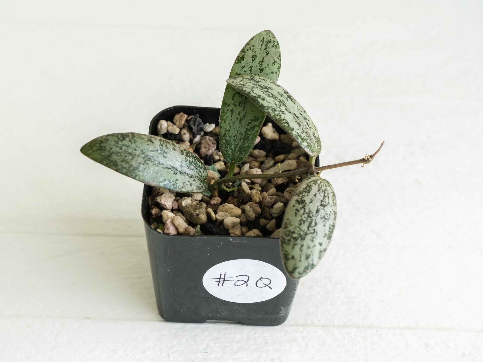 Hoya sigillatis 'Round Leaf' aka sigillatis (Silver) AH001 | 2-Inch
