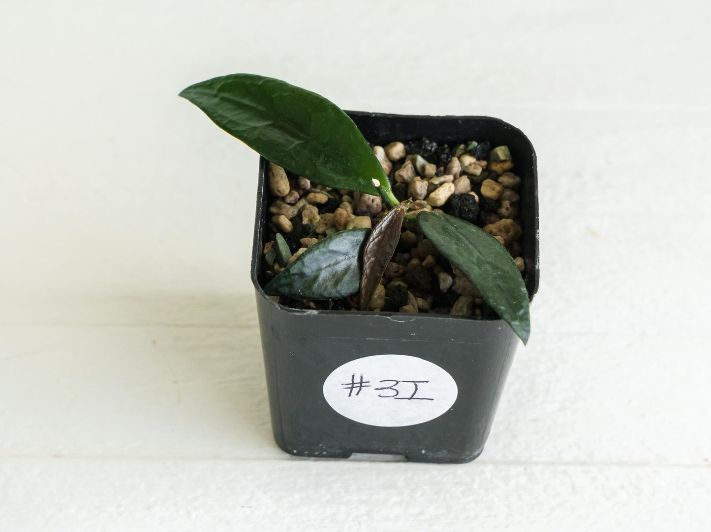 Dischidia GPS-88 | 2-Inch FKA as a Hoya