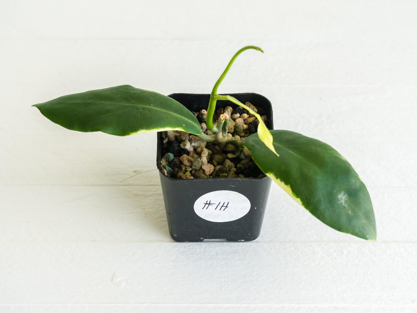Hoya pimenteliana (Albo / Outer Variegated) | 2-Inch
