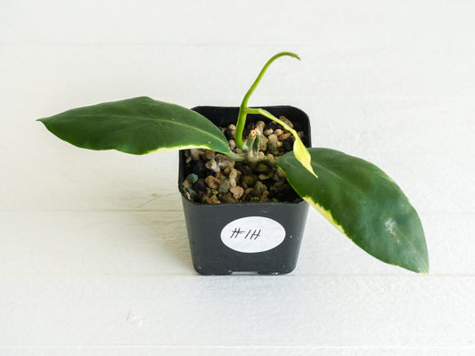 Hoya pimenteliana (Albo / Outer Variegated) | 2-Inch