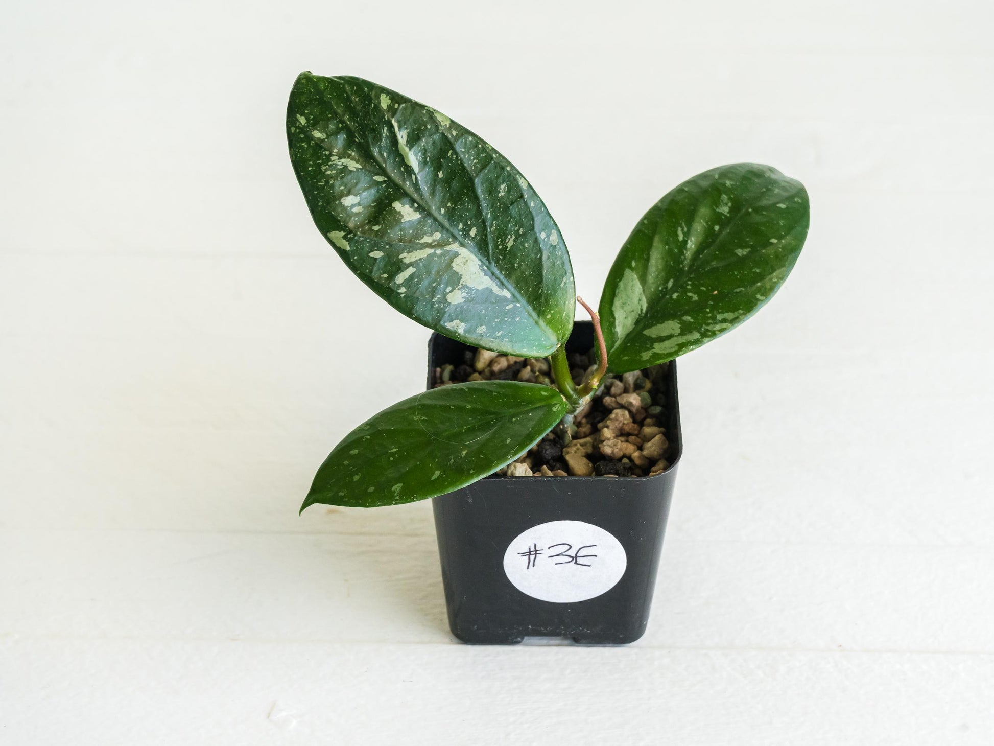 Hoya Lai Chau (Splash) | 2-Inch