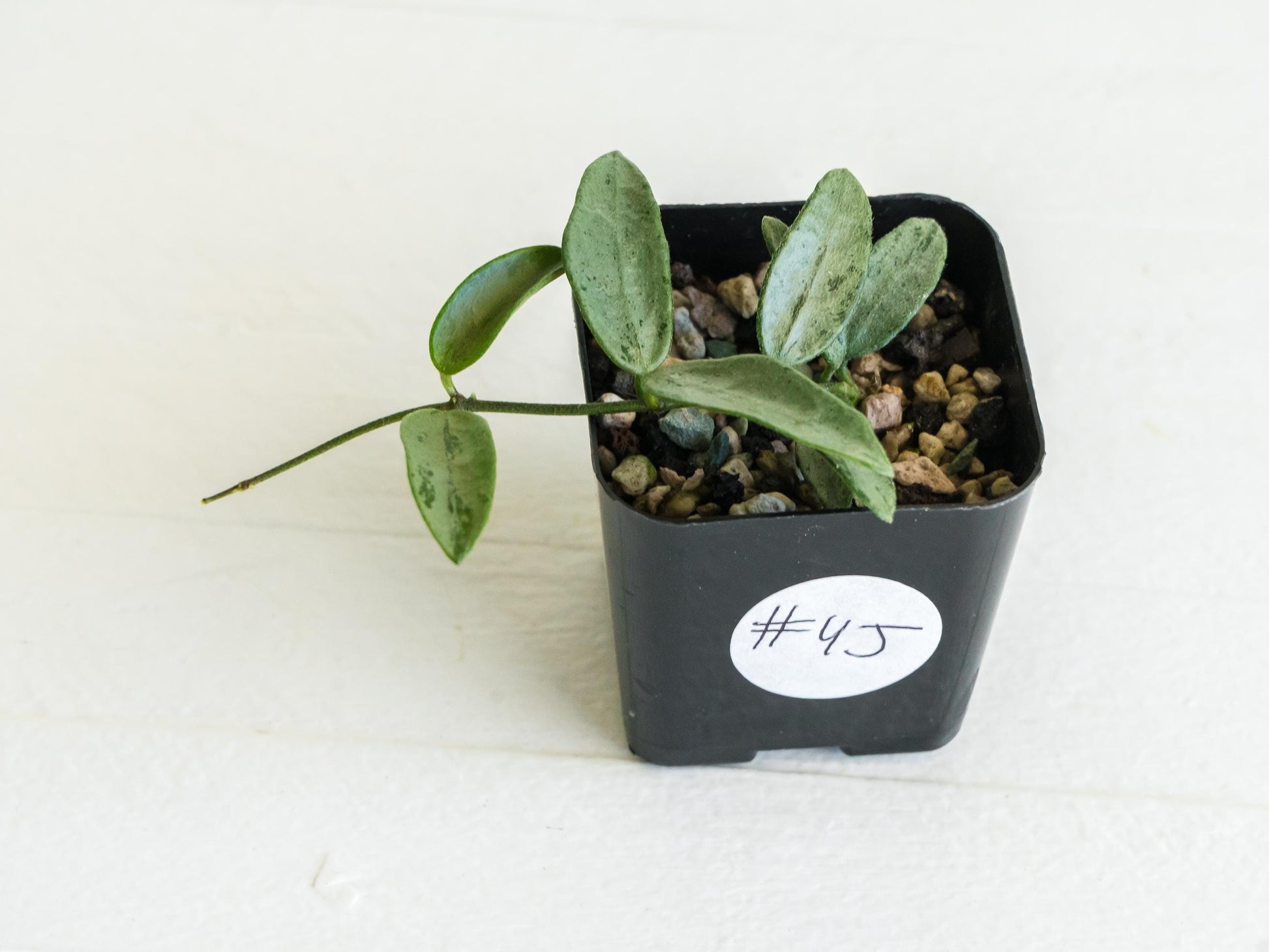 Hoya lima (Silver) | 2-Inch