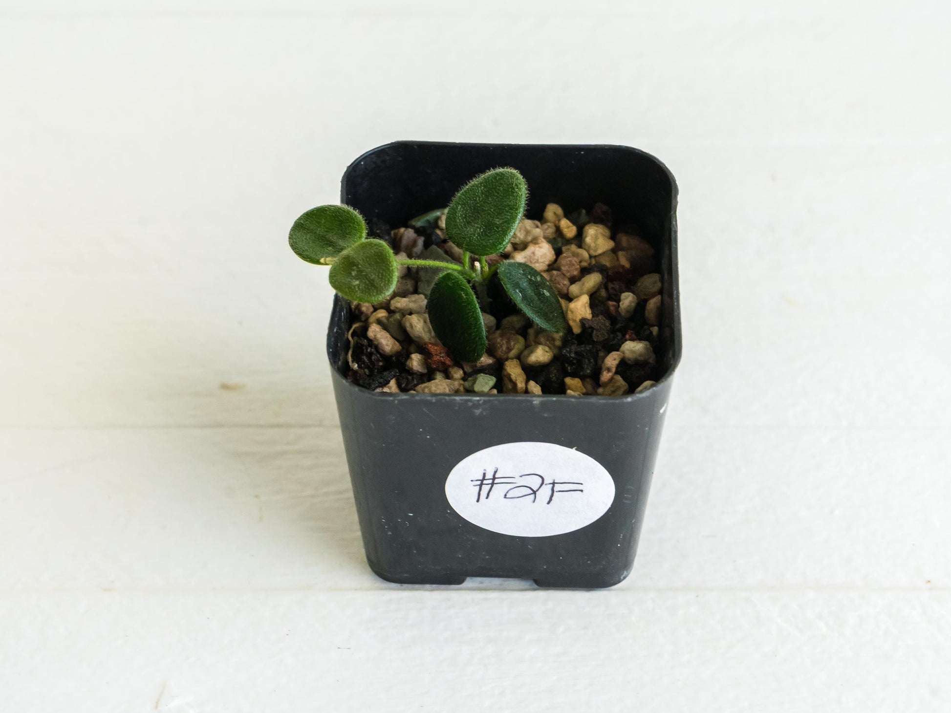 Hoya serpens | 2-Inch