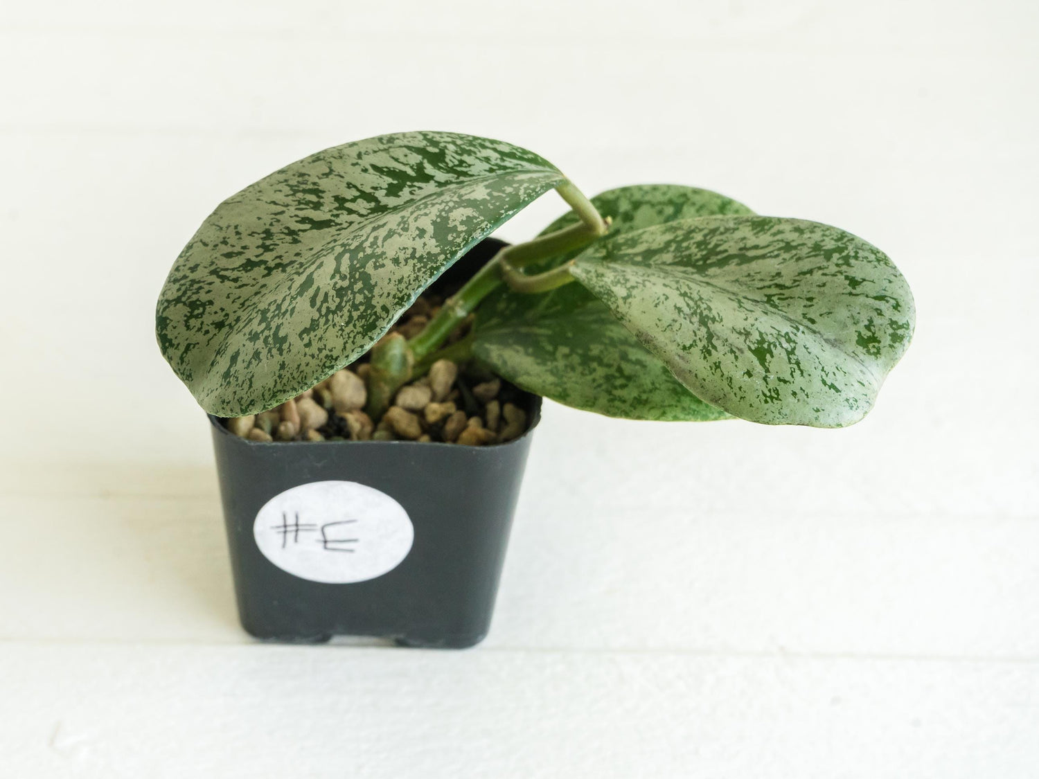 Hoya chiang dao (Silver) | 2-Inch