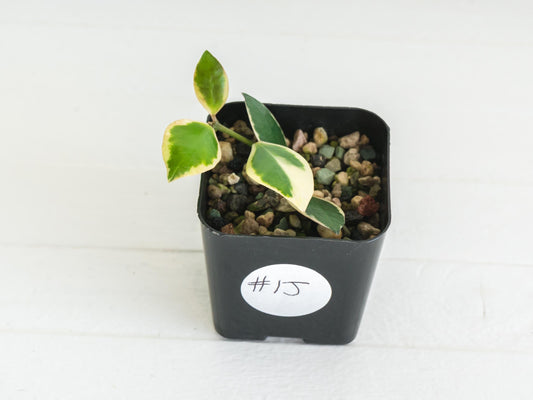 Hoya incurvula (Albomarginata / Outer Variegated) aka Hoya palta | 2-Inch