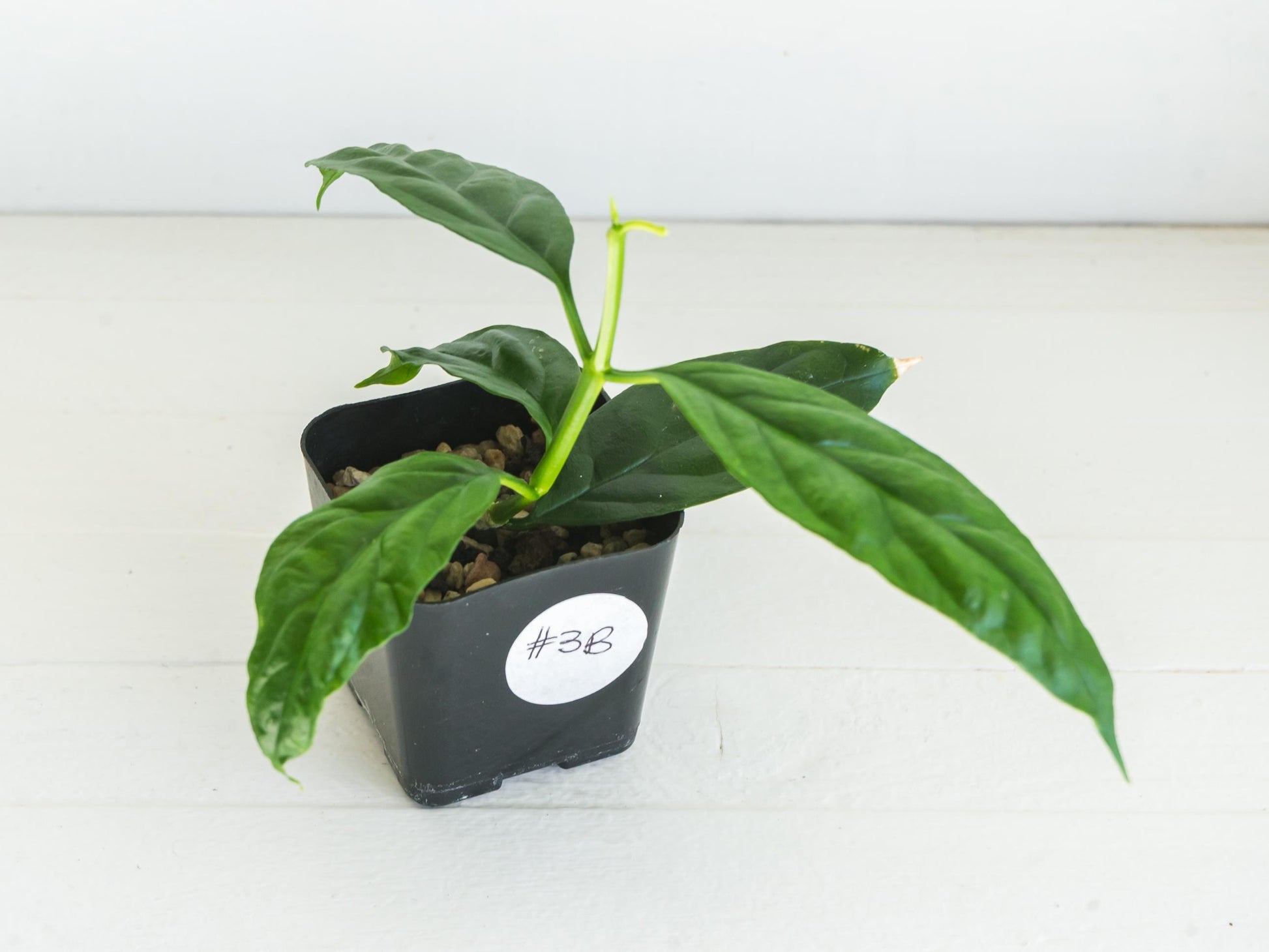 Hoya decipulae (Outer Variegated/Albo) | 2-Inch