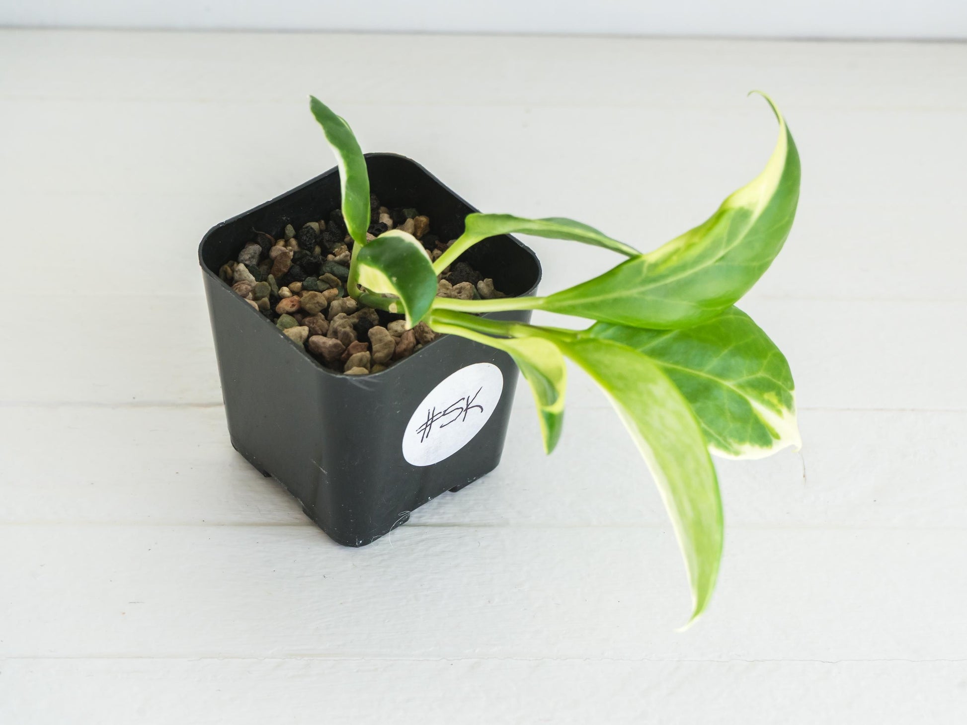 Hoya obscura (Albo | Outer Variegated) | 2-Inch