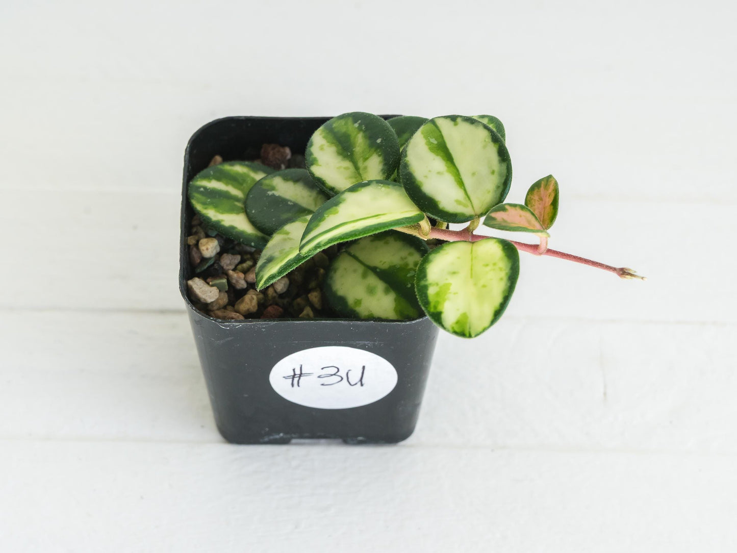 Hoya 'Mathilde' (Inner Variegated) | 2-Inch