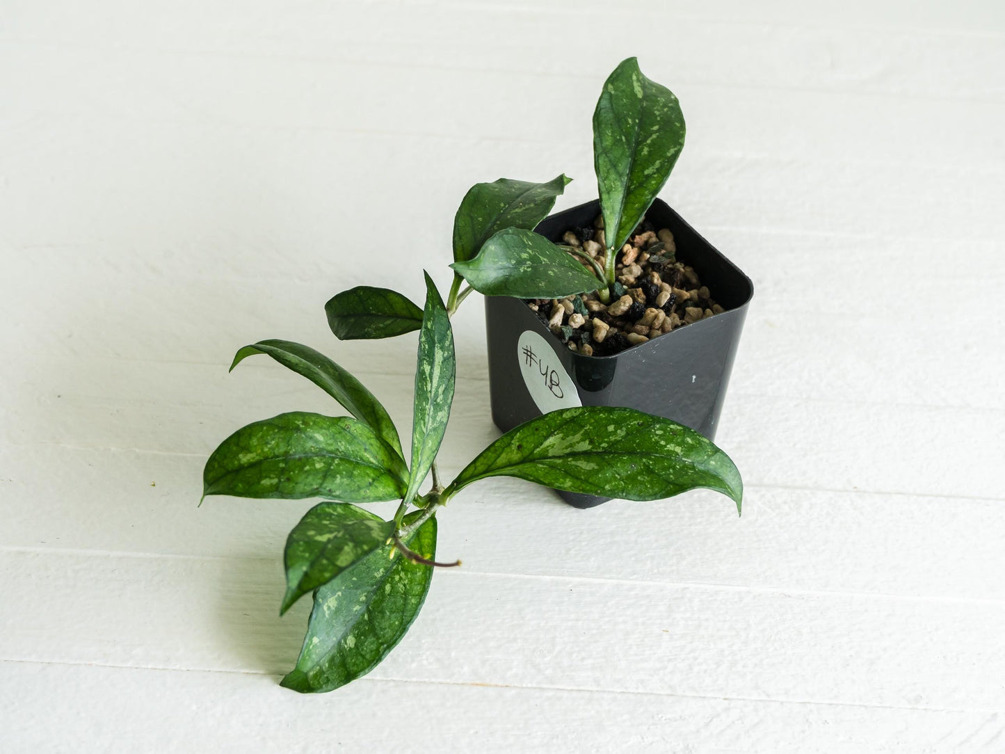 Hoya crassipetiolata (Splash) | 2-Inch