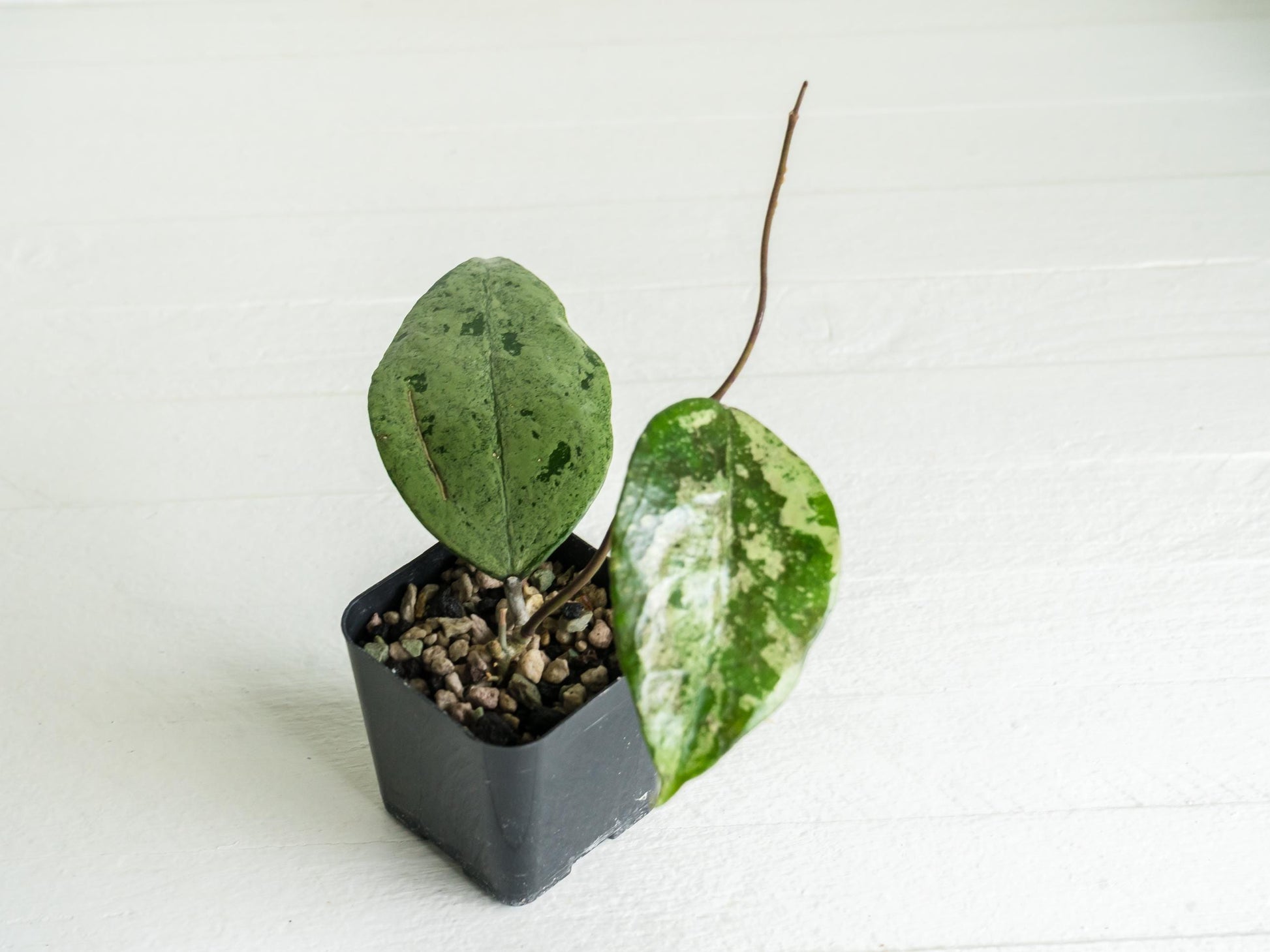 Hoya EX-01 (Silver) | 2-Inch