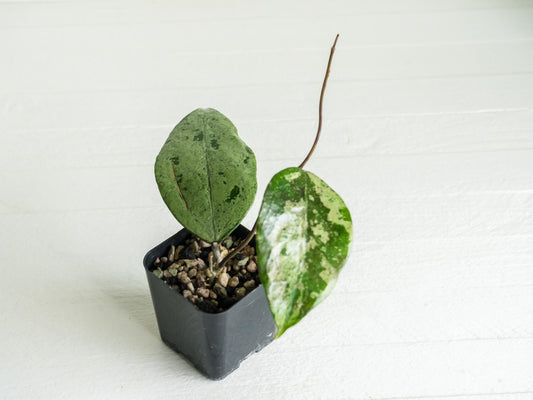 Hoya EX-01 (Silver) | 2-Inch