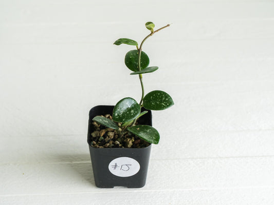 Hoya 'Mathilde' | 2-Inch