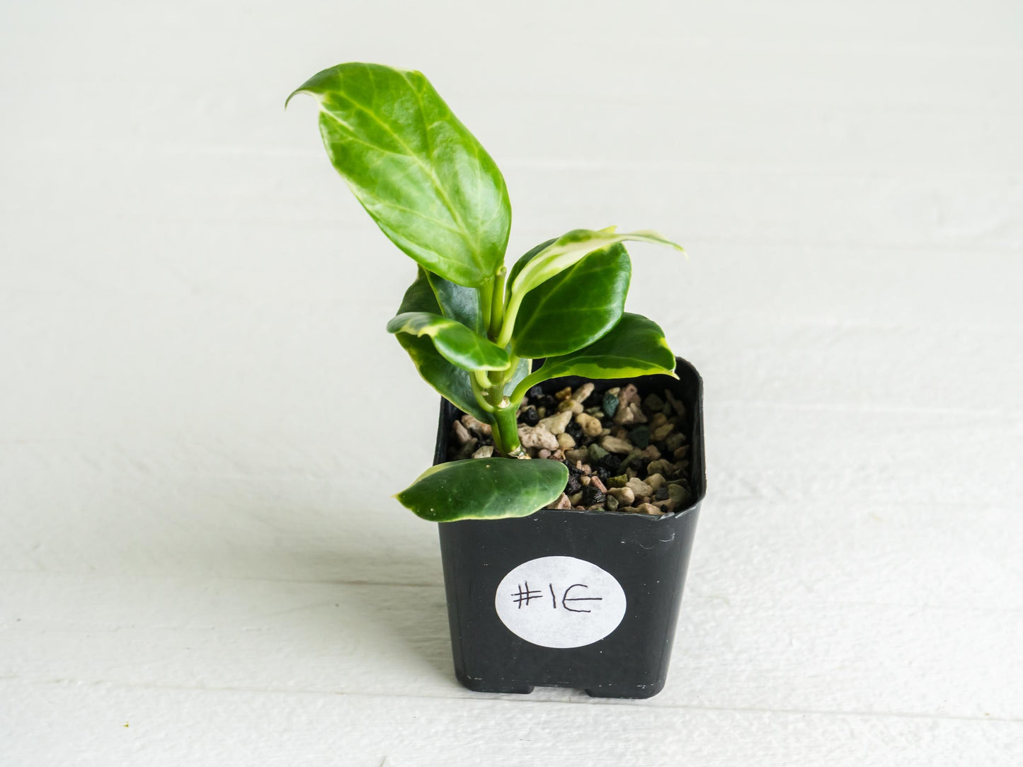 Hoya obscura (Albo | Outer Variegated) | 2-Inch