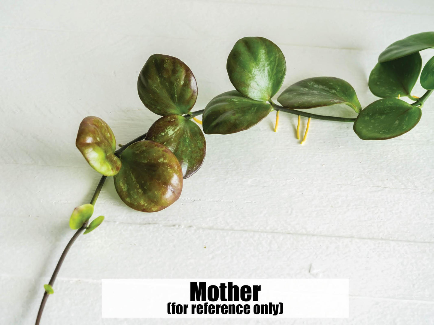 Hoya ‘Clamshell’ | 2-Inch