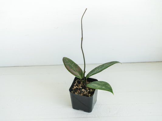 Hoya 'Wibergiea Pink Crush' (DMW-001-U) [verticillata (ex. wibergiea) x unknown] | 2-Inch