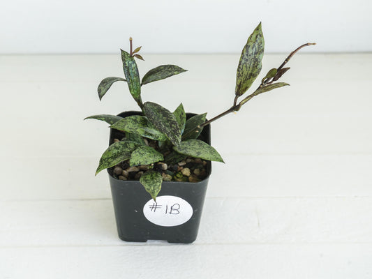 Hoya lacunosa ‘Royal Flush’ | 2-Inch