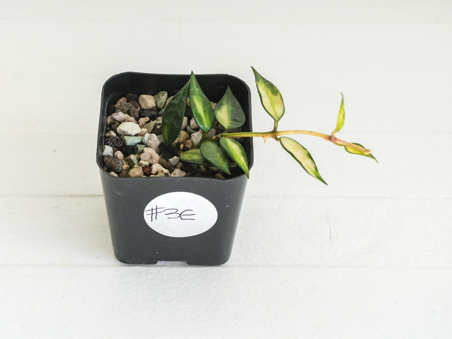 Hoya lacunosa (Inner Variegated) | 2-Inch