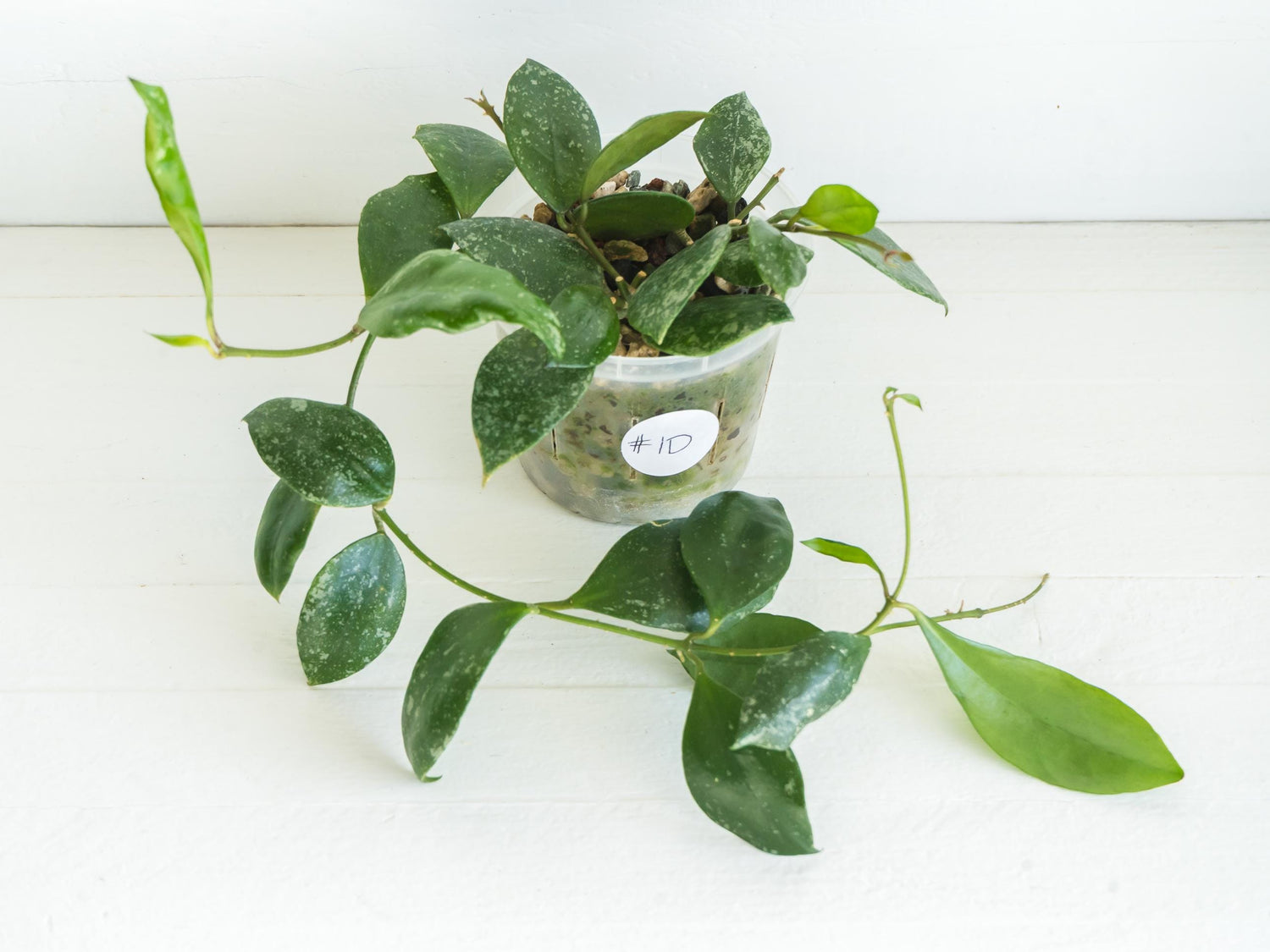 Hoya walliniana (Splash) | 3-Inch