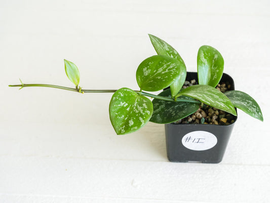 Hoya collina (IR-26) | 2-Inch