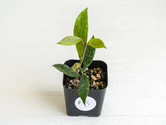 Hoya 'Rebecca' (Splash) | 2-Inch