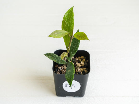 Hoya 'Rebecca' (Splash) | 2-Inch
