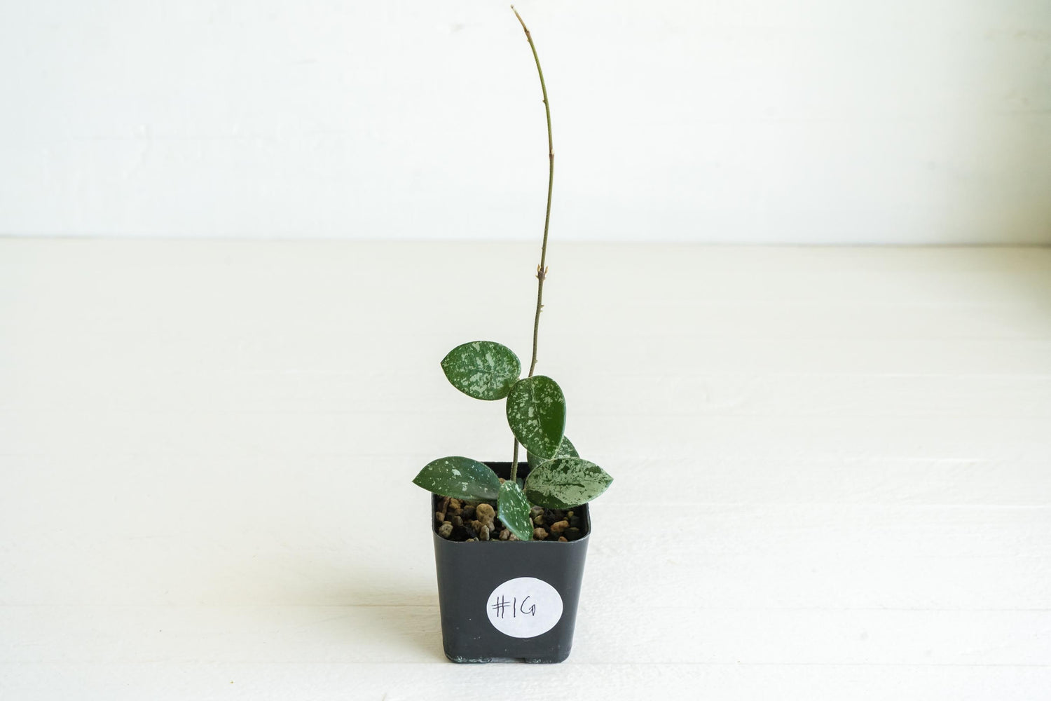 Hoya 'Mathilde' (Splash) | 2-Inch